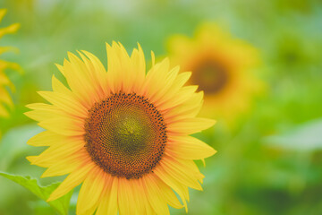 Obraz premium The beautiful sunflower sea in summer in June