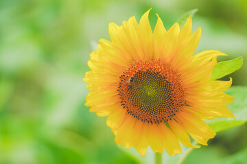 Obraz premium The beautiful sunflower sea in summer in June