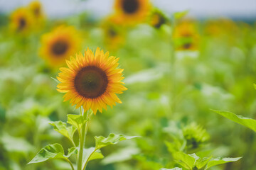 Fototapeta premium The beautiful sunflower sea in summer in June