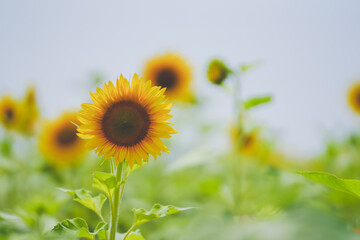 The beautiful sunflower sea in summer in June