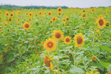 The beautiful sunflower sea in summer in June