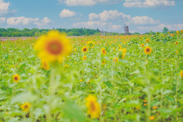 The beautiful sunflower sea in summer in June