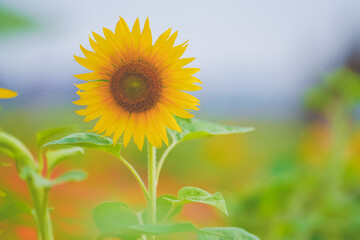 The beautiful sunflower sea in summer in June