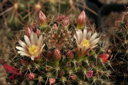 cactacea floreando 