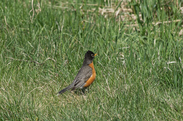 Small Robin in the Grass