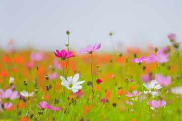 A beautiful sea of daisies