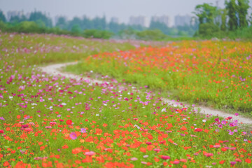 A beautiful sea of daisies