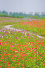 A beautiful sea of daisies