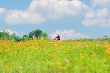 A beautiful sea of daisies