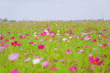 A beautiful sea of daisies