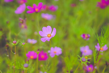 A beautiful sea of daisies