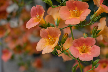 初夏のノウゼンカズラ