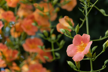 初夏のノウゼンカズラ