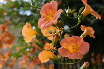 初夏のノウゼンカズラ