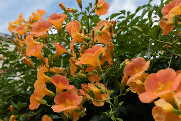 初夏のノウゼンカズラ