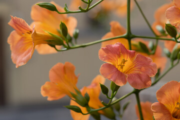 初夏のノウゼンカズラ