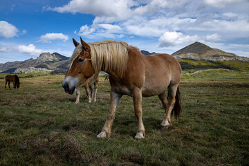 Beautiful horse with brown fur and blond manes.