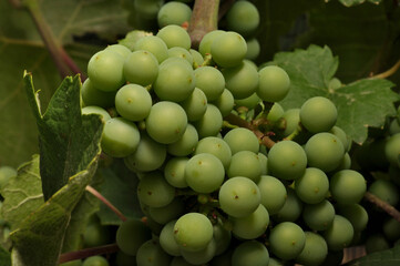 racimos cuajados de uvas en las parras viñedos