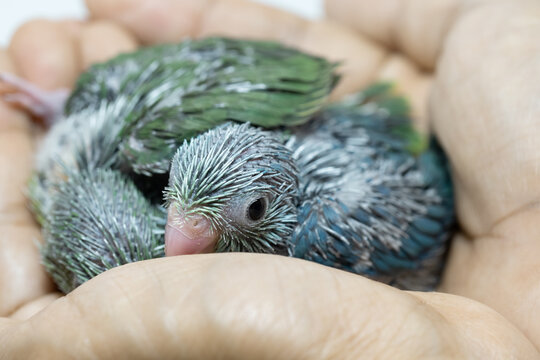 Selective focus of forpus parrotlet newborn bird in hand with care