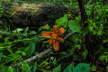 orange and flower