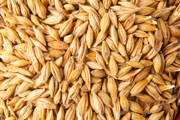 sprout barley dried before sowing