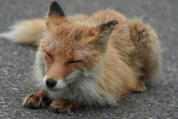 キタキツネの誘い