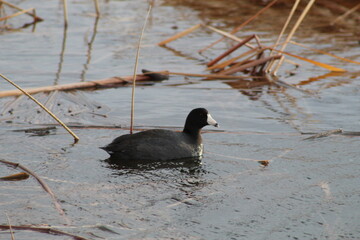 coot