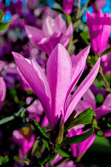 Blooming Pink Magnolia on a bush at the background of green leaves