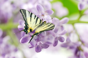 Beautiful butterfly on  nature of monarch on flower on bright sunny day.