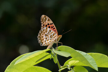 Closeup view of a butterfly resting on leaf