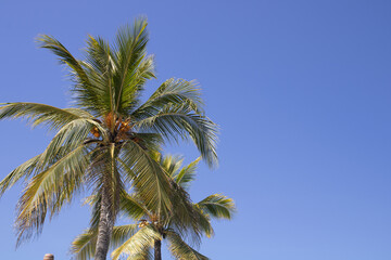 Obraz na płótnie Canvas paisaje con palmeras