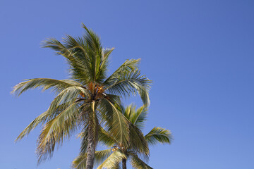 Obraz na płótnie Canvas Palmera de coco costeño
