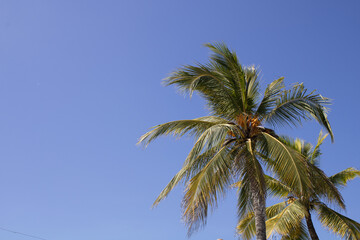 Obraz na płótnie Canvas palmeras del mar