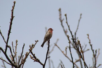 finch in a tree