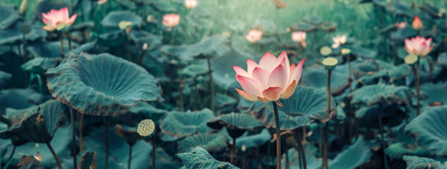 beautiful lotus flower blossom with sunshine in pond