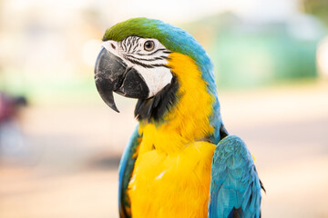 Closeup of colorful macaw bird face. Macro parrot bird head.Blue and gold Macaw parrot. Exotic colorful beautiful African macaw parrot.Bird watching in safari, South Africa wildlife.