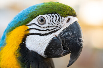 Closeup of colorful macaw bird face. Macro parrot bird head.Blue and gold Macaw parrot. Exotic colorful beautiful African macaw parrot.Bird watching in safari, South Africa wildlife.