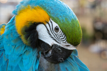 Closeup of colorful macaw bird face. Macro parrot bird head.Blue and gold Macaw parrot. Exotic colorful beautiful African macaw parrot.Bird watching in safari, South Africa wildlife.