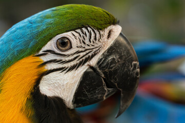Closeup of colorful macaw bird face. Macro parrot bird head.Blue and gold Macaw parrot. Exotic colorful beautiful African macaw parrot.Bird watching in safari, South Africa wildlife.
