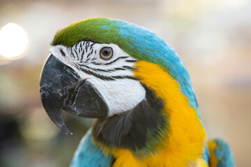 Closeup of colorful macaw bird face. Macro parrot bird head.Blue and gold Macaw parrot. Exotic colorful beautiful African macaw parrot.Bird watching in safari, South Africa wildlife.