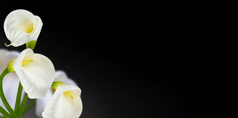 White flower lilies on black background