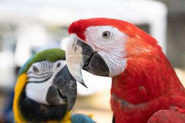 Closeup of colorful macaw bird face. Macro parrot bird head.Red macaw parrot. Exotic colorful beautiful African macaw parrot.Bird watching in safari, South Africa wildlife.