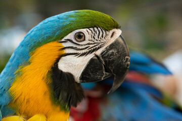 Closeup of colorful macaw bird face. Macro parrot bird head.Blue and gold Macaw parrot. Exotic colorful beautiful African macaw parrot.Bird watching in safari, South Africa wildlife.