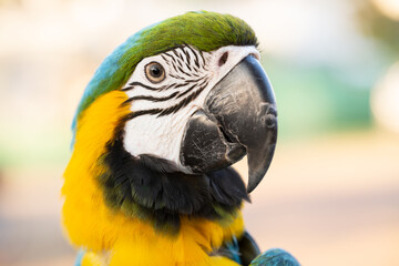 Closeup of colorful macaw bird face. Macro parrot bird head.Blue and gold Macaw parrot. Exotic colorful beautiful African macaw parrot.Bird watching in safari, South Africa wildlife.