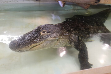 The American alligator is a large crocodilian with an armored body, short legs, a muscular tail and...