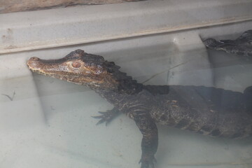 A caiman is an alligatorid belonging to the subfamily Caimaninae, one of two primary lineages within Alligatoridae, the other being alligators. Caimans.