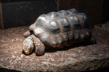 Obraz premium Red-footed tortoises are native to the dry and wet forests and grasslands of Central and South America.