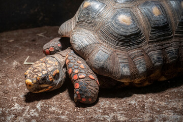The red-footed tortoise (Chelonoidis carbonarius) is a species of tortoise from northern South...
