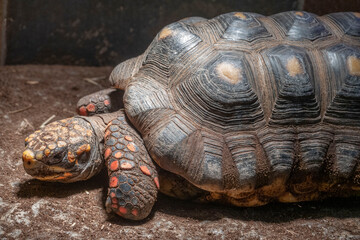 The Red-Footed Tortoise is native to South America and is known for its bright yellow, orange, and red markings.