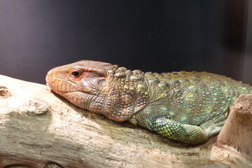 The Caiman lizard, Dracaena guianensis, is a large, heavy bodied lizard that is well adapted to...